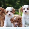 Up & Away Pups